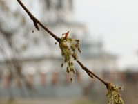 «Весна» автор Валентина Тихомирова